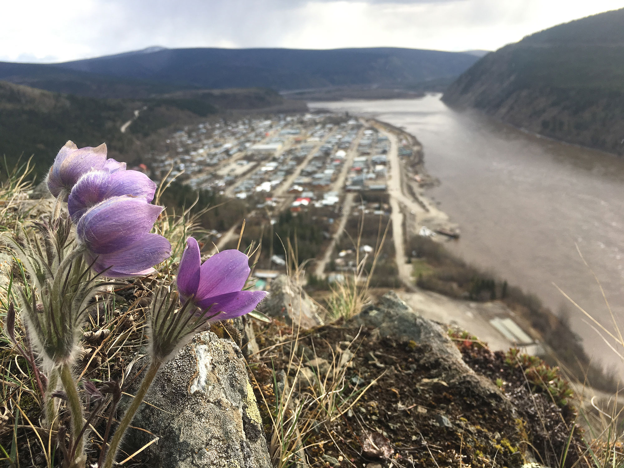 Crocuses on a hill overlooking Dawson City and the Yukon River