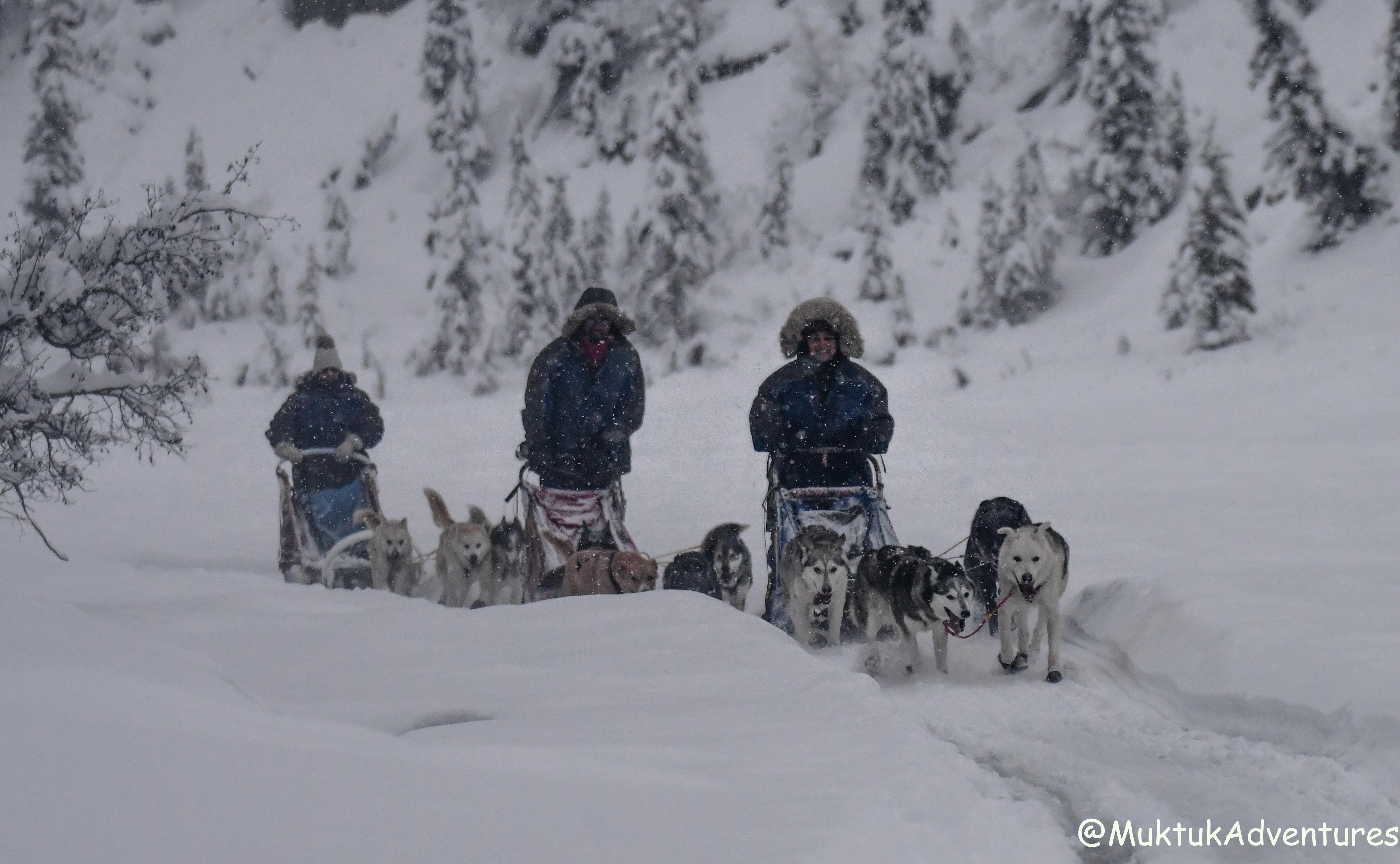 3 teams of dogs pulling sleds on a snowy day